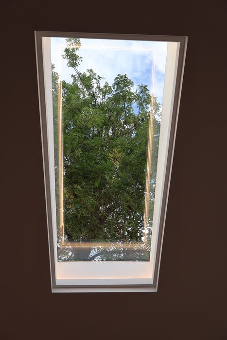 Trees through the roof light
